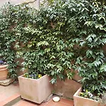 Casa Bardi Appartement *